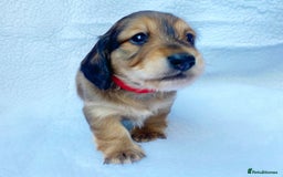 Miniature Dachshund dogs for sale: Miniature Dachshund puppies  - Image 8