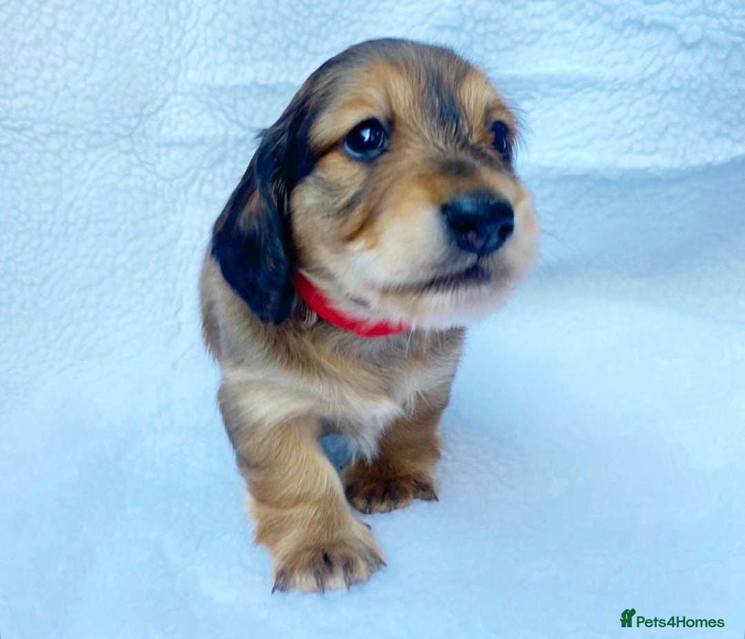Miniature Dachshund dogs for sale: Miniature Dachshund puppies  - Image 8