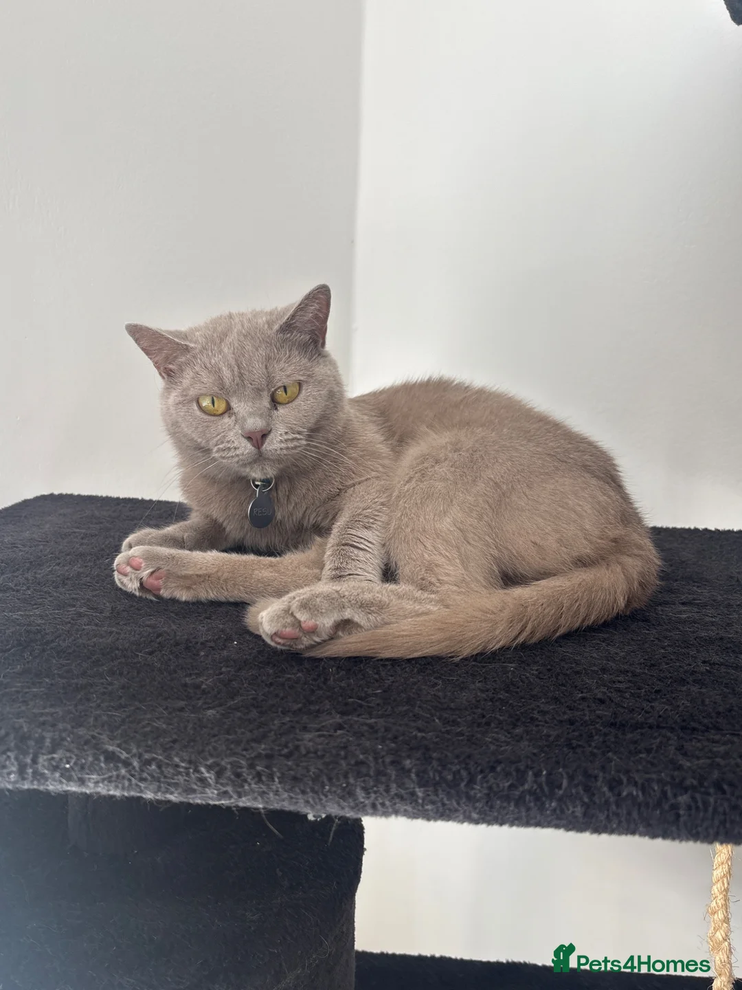 British Shorthair cats for sale: British shorthair hair last kitten  - Advert 2