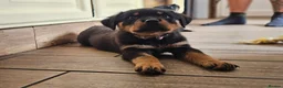 Rottweiler dogs for sale: Strong working line Rottweiler pups for sale in Dartford - Advert 11
