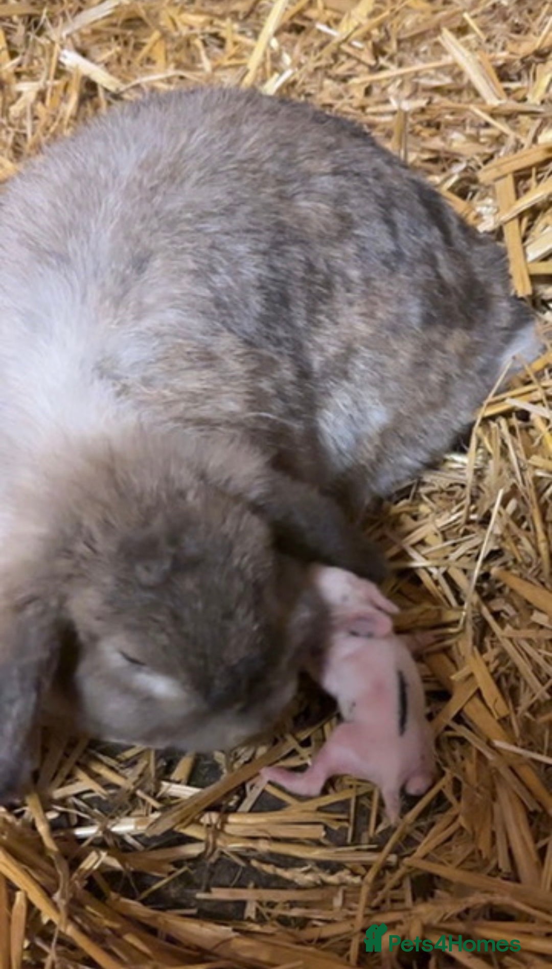 Mini Lop rabbits for sale: Pure mini lop  - Advert 6