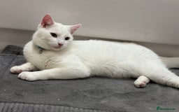 Turkish Angora cats for sale: Wynter needs a new home - Image 3