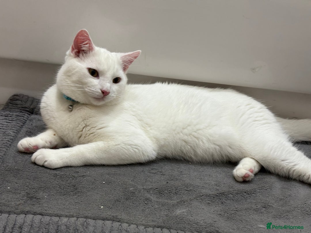 Turkish Angora cats for sale: Wynter needs a new home - Image 3