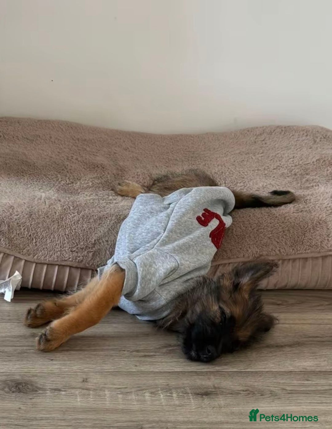 Mixed Breed dogs for sale: German Shepard X - Image 2