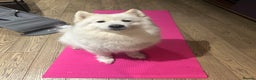Samoyed dogs for sale: Adorable Samoyed puppies available to reserve!  - Advert 2