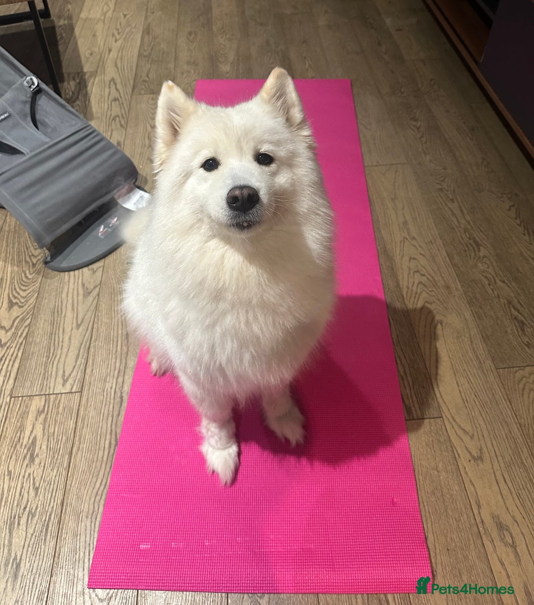 Samoyed dogs for sale: Adorable Samoyed puppies available to reserve!  - Advert 2