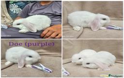 Mini Lop rabbits for sale: Stunning baby bunny 🐰  - Image 3