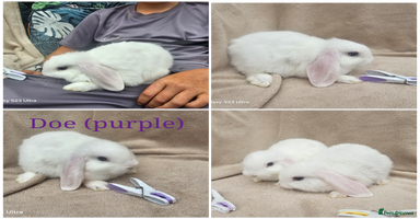 Mini Lop rabbits - Advert 6