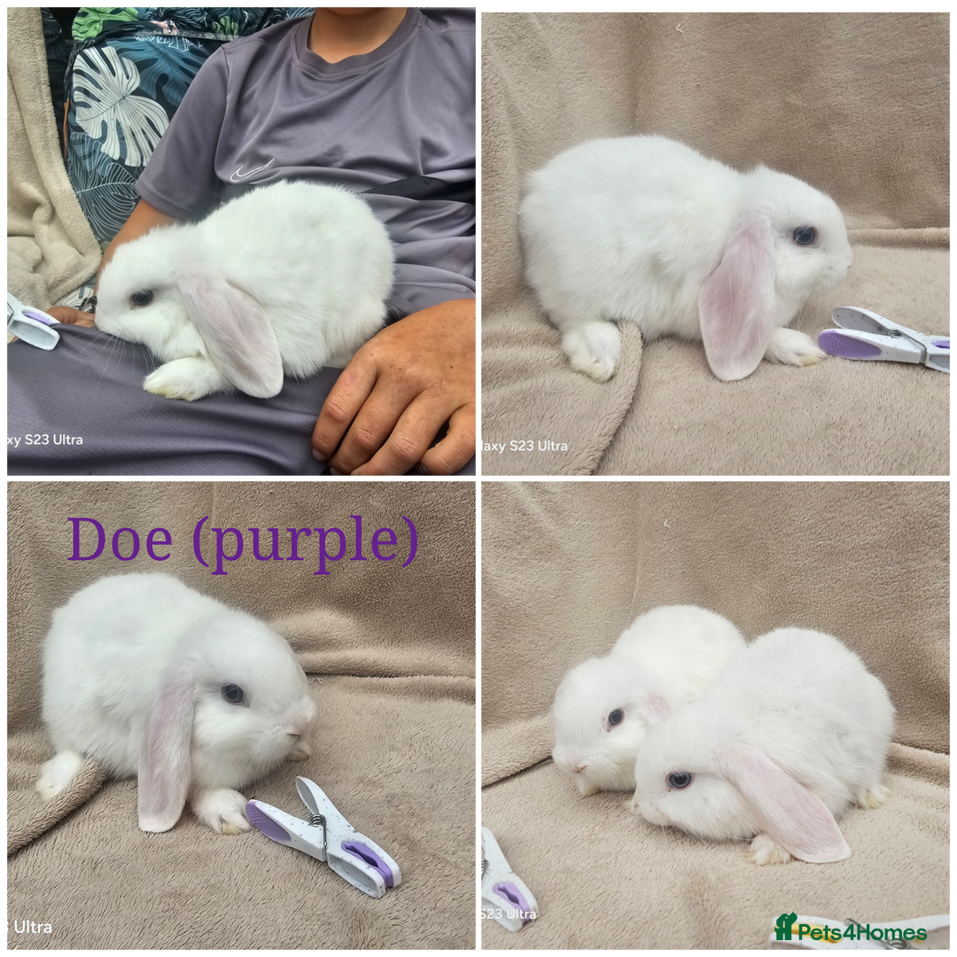 Mini Lop rabbits for sale: Stunning baby bunny 🐰  - Image 3