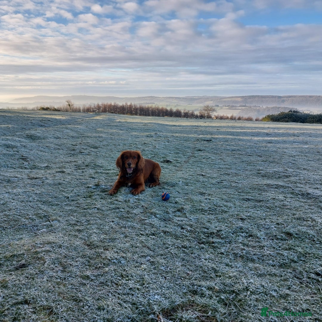 Cocker Spaniel dogs for stud: Experienced stud in Gloucester - Advert 20
