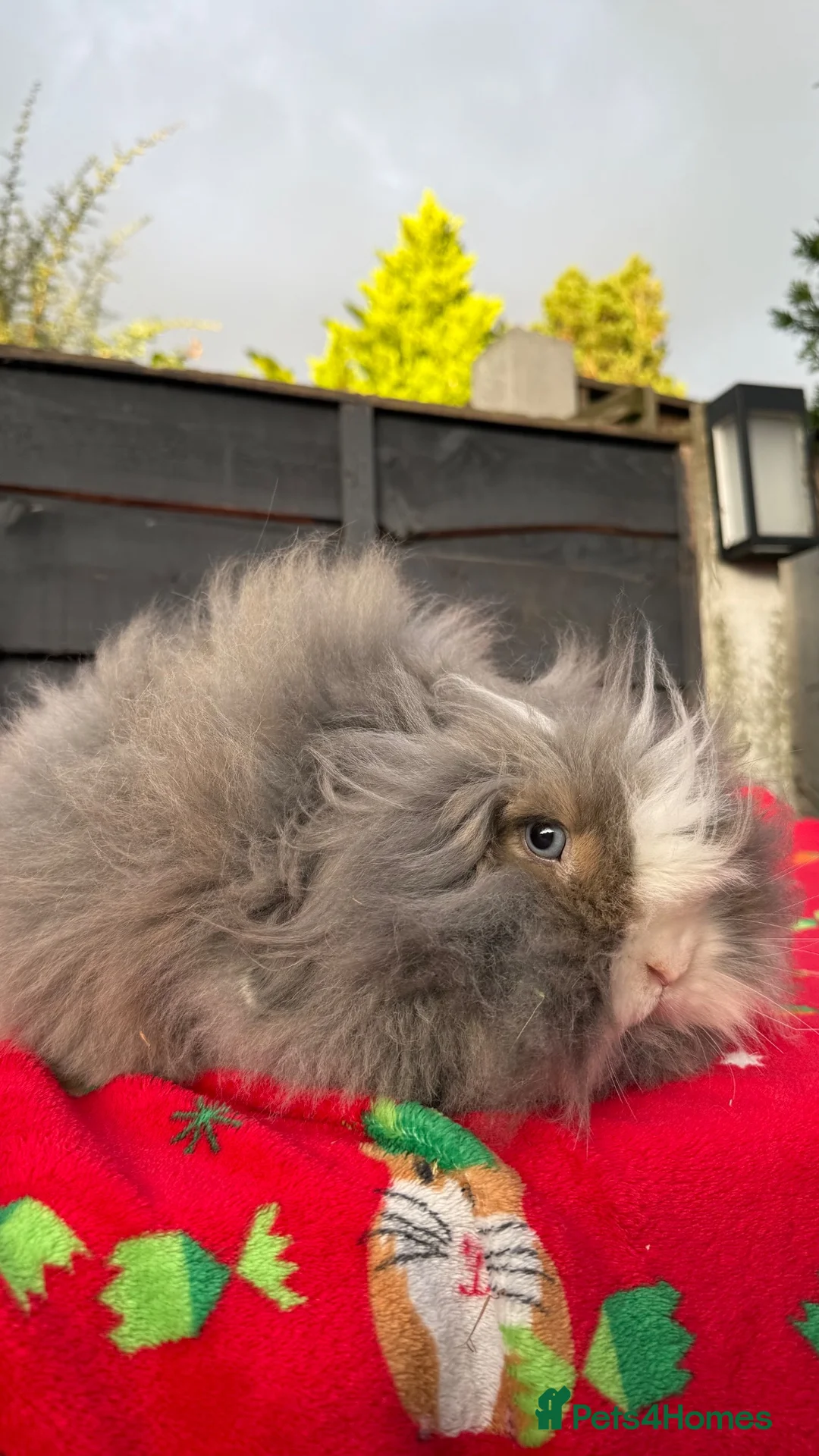 Mini Lion Lop rabbits for sale: Beautiful TeddyWidder Girl - Advert 2