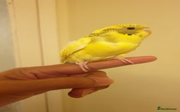 Budgerigars birds for sale: Handreared semitamed and tamed budgies  - Image 7