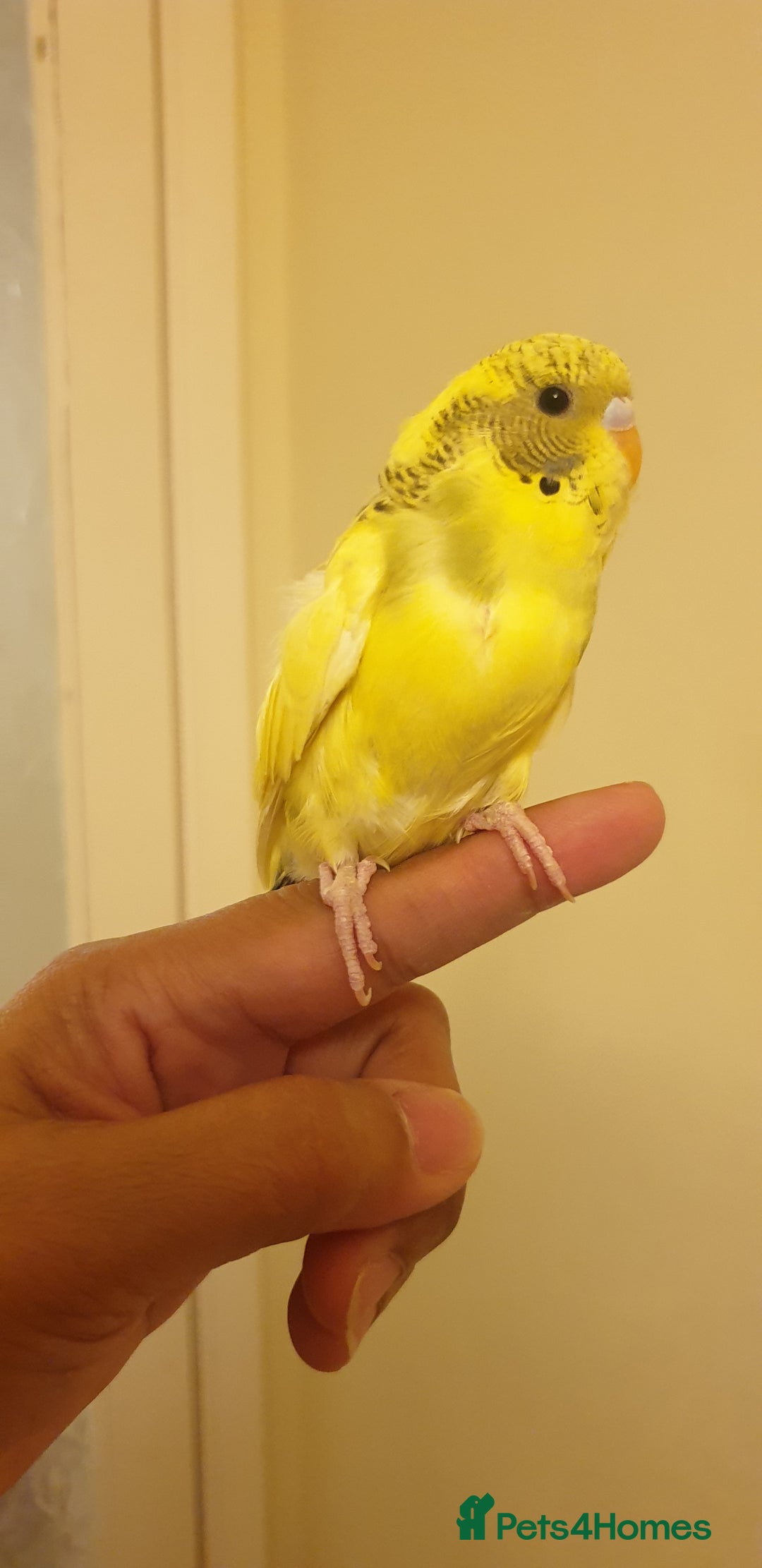 Budgerigars birds for sale: Handreared semitamed and tamed budgies  - Image 7