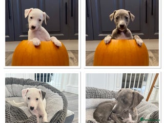 Whippet dogs - Advert 4