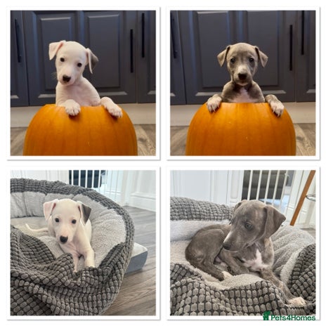 Whippet dogs - Advert 1