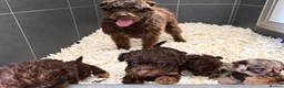 Mixed Breed dogs for sale: Merle patterpoo puppies  - Advert 2