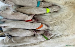 Golden Retriever dogs for sale: Golden retriever puppies  - Image 23