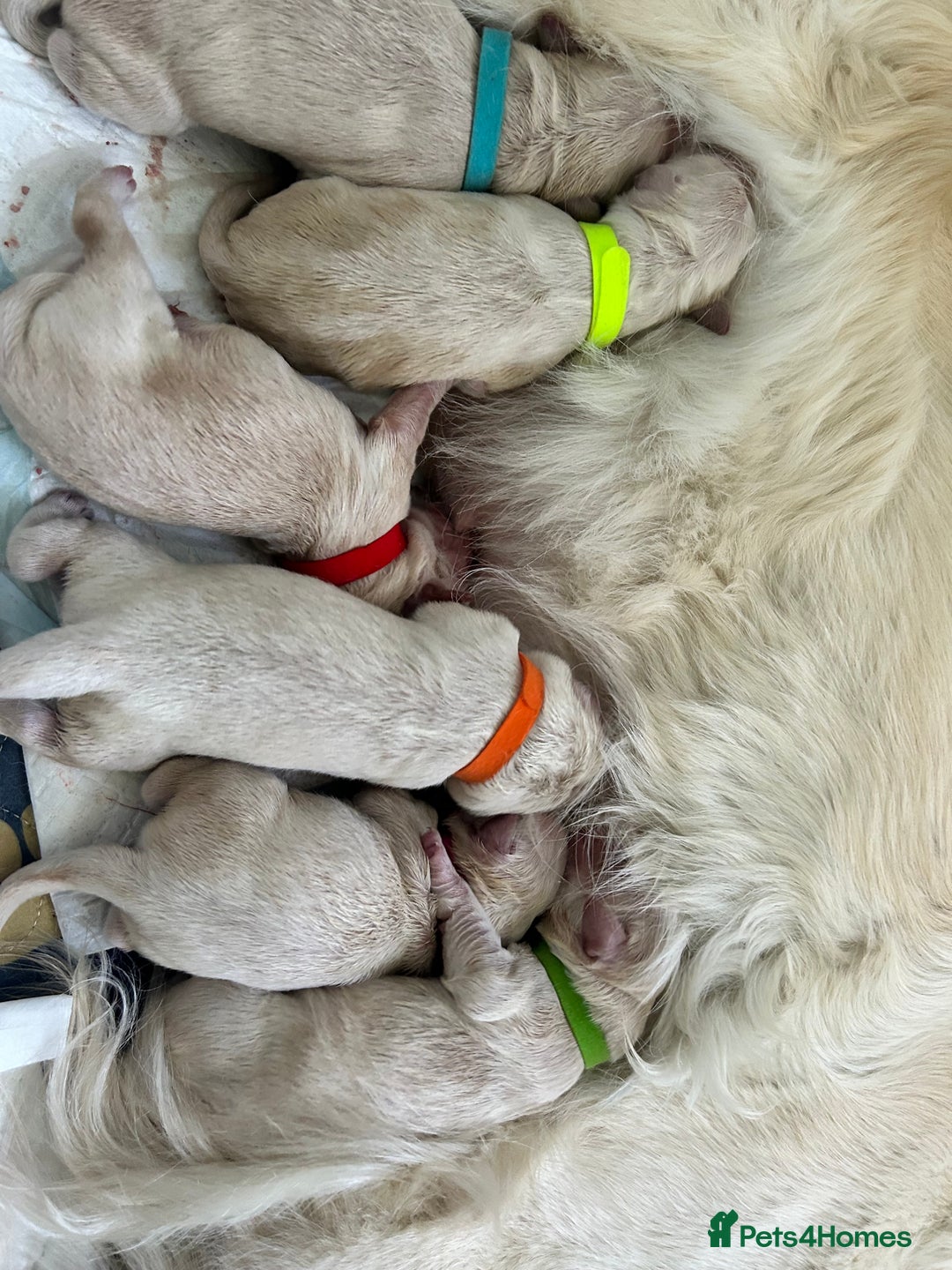Golden Retriever dogs for sale: Golden retriever puppies  - Image 23