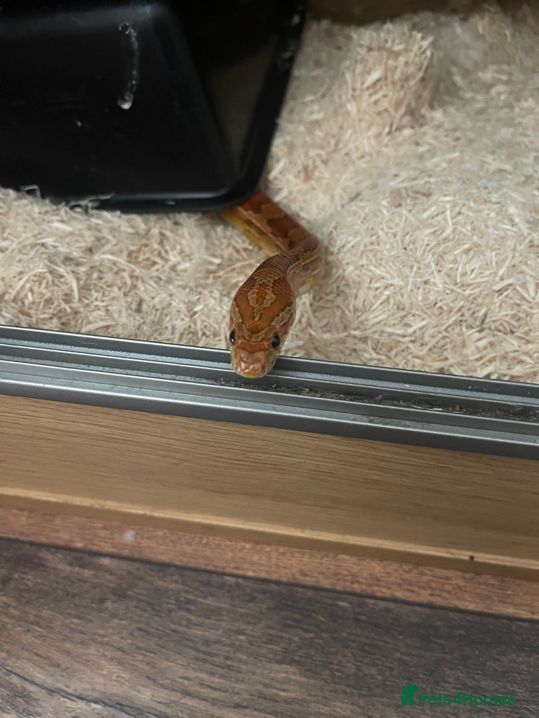 Corn Snake reptiles for sale: Male and female corn snakes - Image 3