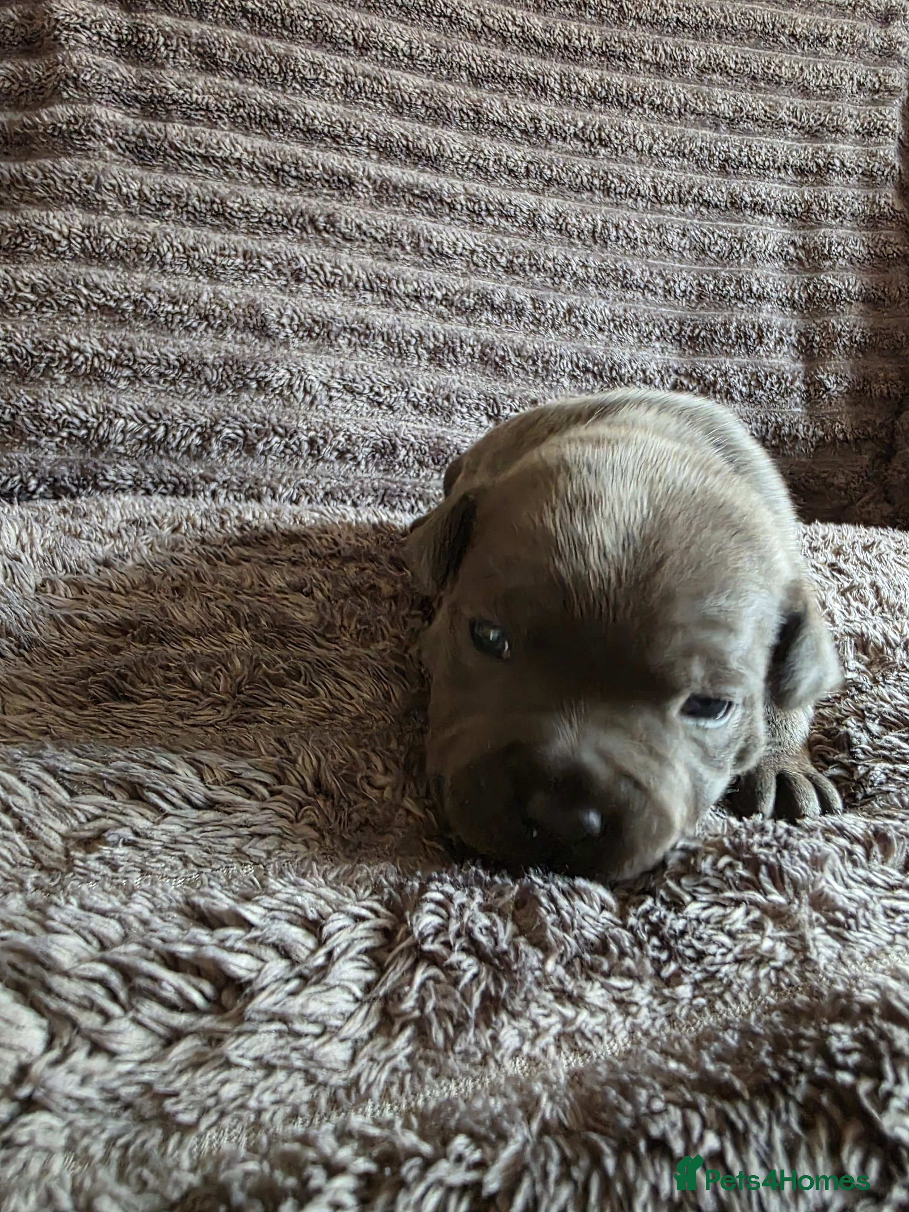 Staffordshire Bull Terrier dogs Pinnacle Blue & Black Staffy Puppies - Advert 2