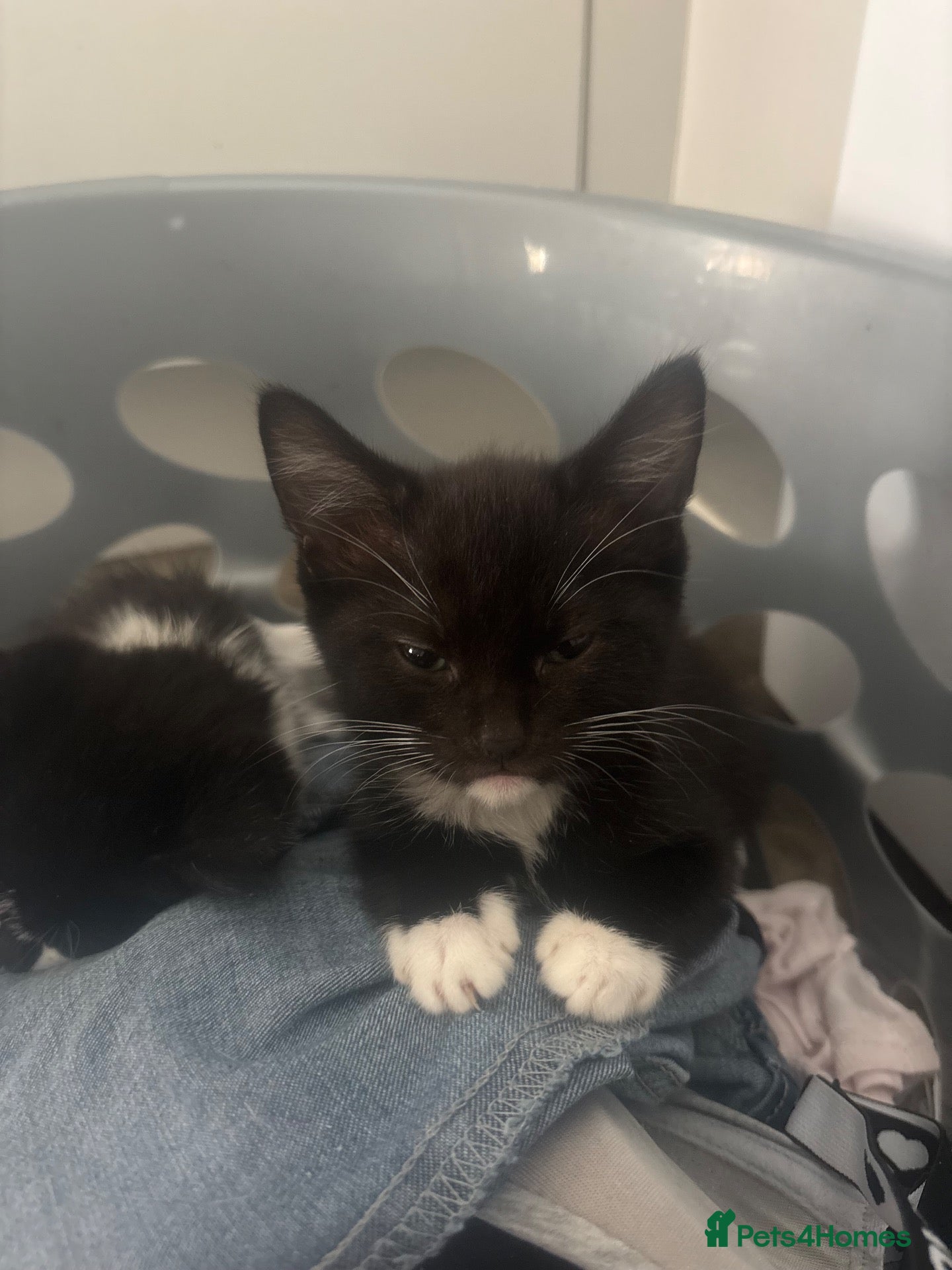 Mixed Breed cats 10 left Beautiful kittens  forever home  - Advert 1