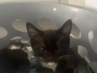 Mixed Breed cats 10 left Beautiful kittens forever home - Advert 1
