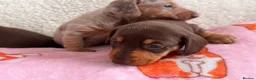 Miniature Dachshund dogs for sale: Miniature smoothair dachshund puppies 🐶  - Advert 3