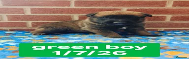 Green Collar Boy