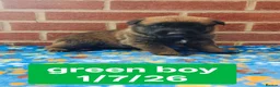 Belgian Shepherd Dog dogs for sale: Quality KC Registered Belgian Shepherd Malinois  - Advert 4