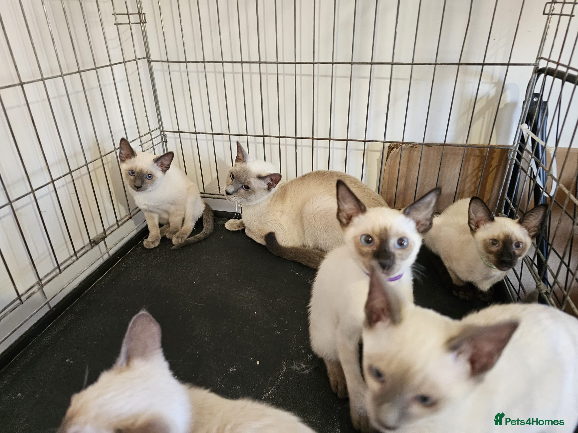 Siamese cats Wonderful Siamese Kittens Ready to leave - Advert 1