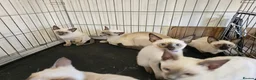 Siamese cats for sale: Wonderful Siamese Kittens Ready to leave - Advert 5