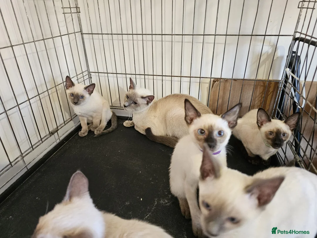 Siamese cats for sale: Wonderful Siamese Kittens Ready to leave - Advert 5