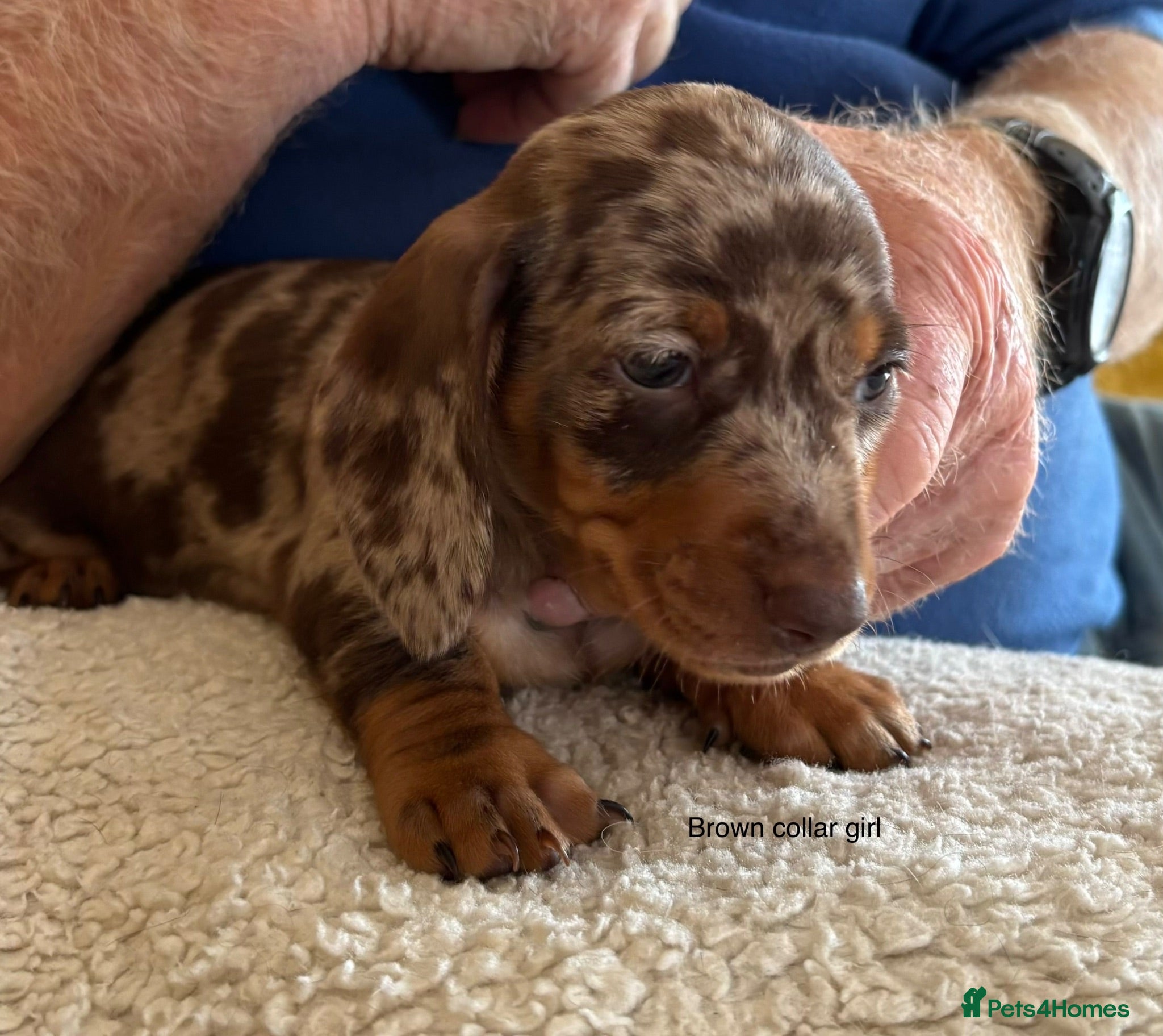 Miniature Dachshund dogs Gorgeous Litter of Miniature Dachshund Puppies - Advert 1