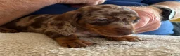 Miniature Dachshund dogs for sale: Gorgeous Litter of Miniature Dachshund Puppies - Advert 7