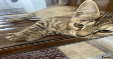 Bengal cats - Advert 15