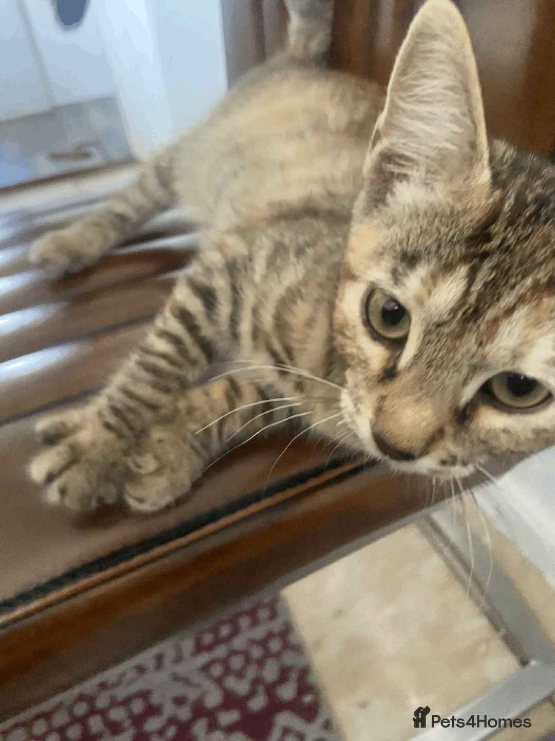 Bengal cats for sale: Cute 14-Week Bengal Kitten - Full Setup Included! - Image 2