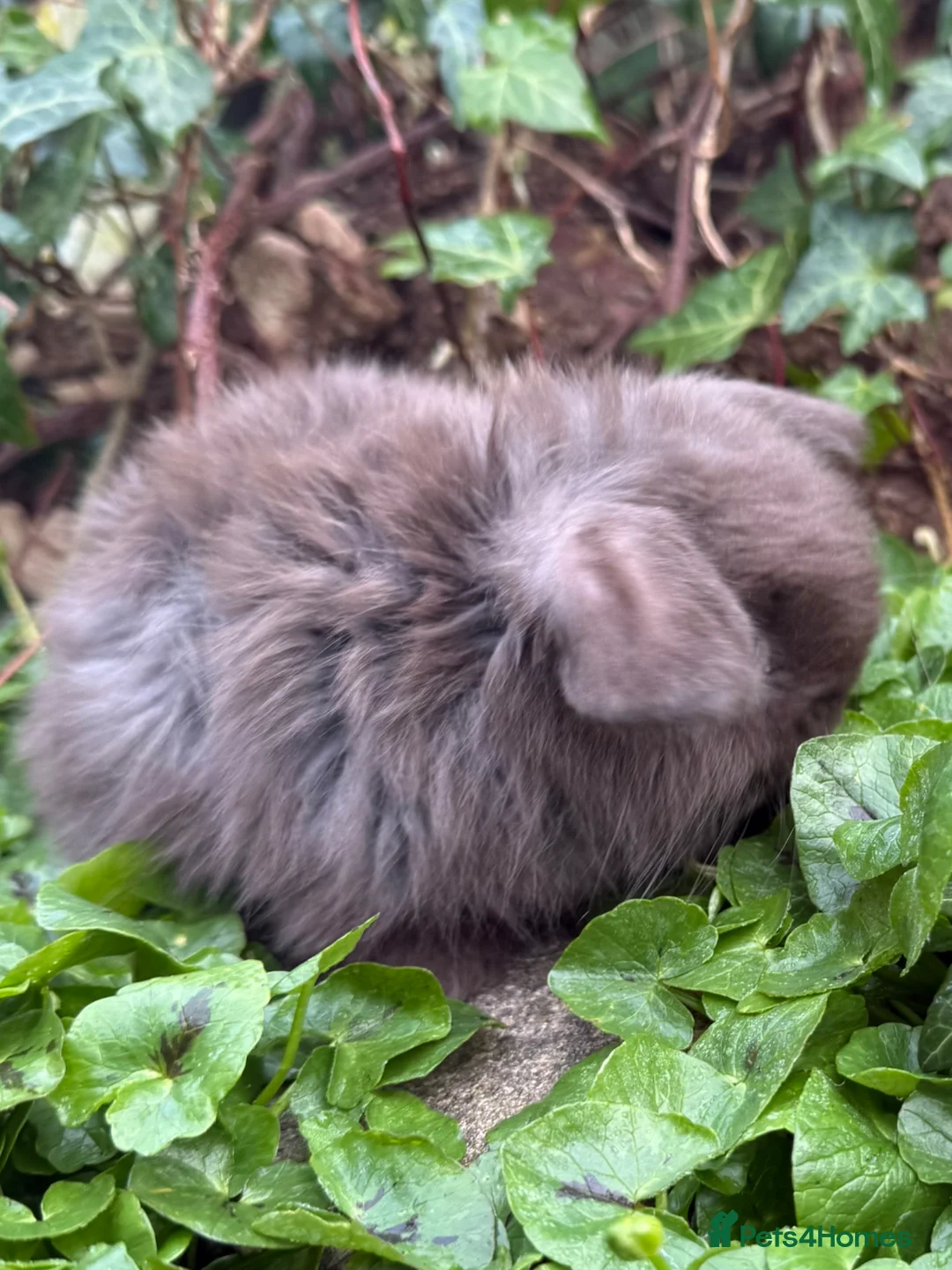Mini Lop rabbits for sale: Top quality mini lops - Advert 2