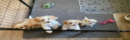 Cavapoochon dogs for sale: Cavapoochon puppies with 5 weeks free insurance   - Advert 10