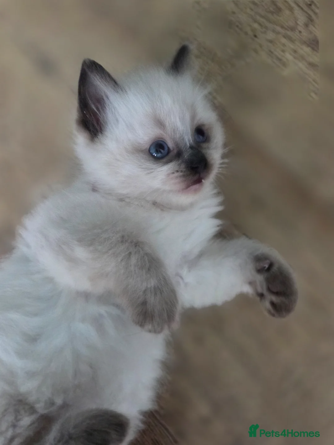 Ragdoll cats for sale: 4 lovely boys🤍💙💜❤️Ragdoll  - Advert 21