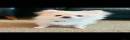 Pomeranian dogs for sale: 14 week old Pomeranian boy  - Advert 7