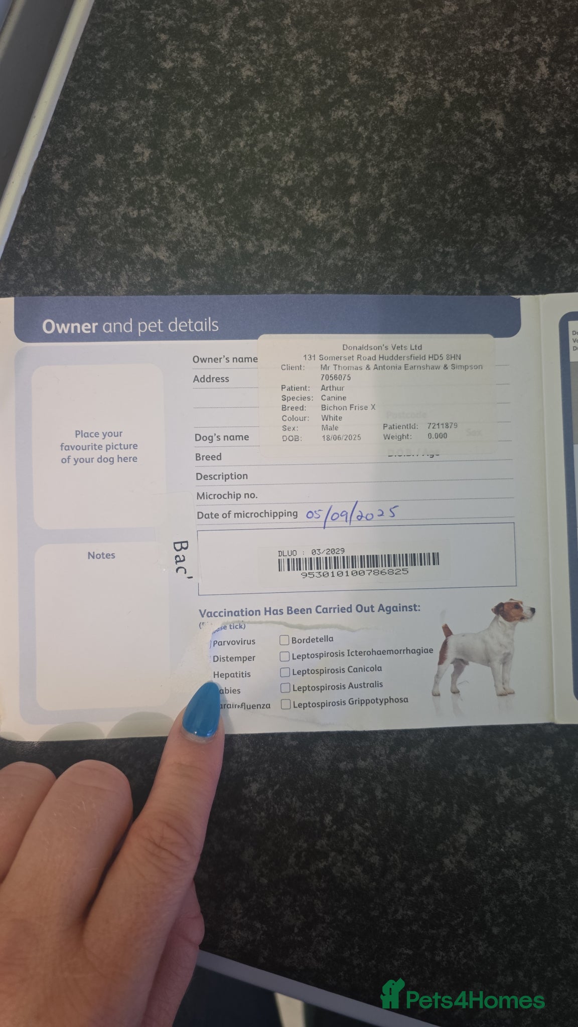 Bichon Frise dogs for sale: Teddy in Sheffield - Advert 2