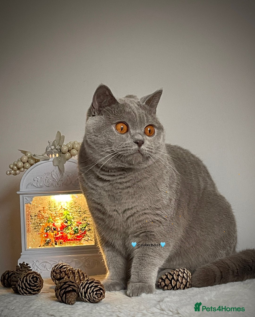 British Shorthair cats for sale: 🩵Precious BSH lilac boys💙 - Advert 4