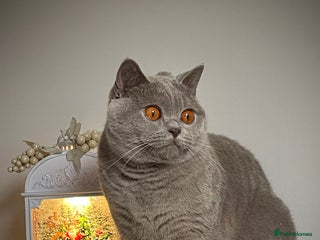 British Shorthair cats ♦️Exquisite BSH sweethearts♦️ - Advert 2