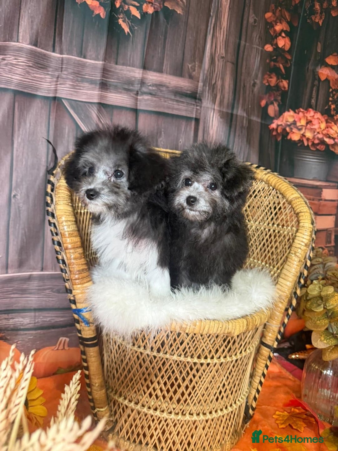 Maltipoo dogs for sale: RARE SILVER Teddy asian Maltipoo FULLY VACCINATED  - Image 2