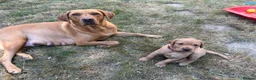 Labrador Retriever dogs for sale: Beautiful Fox Red Labrador Puppy – 1 Boy Available - Advert 3