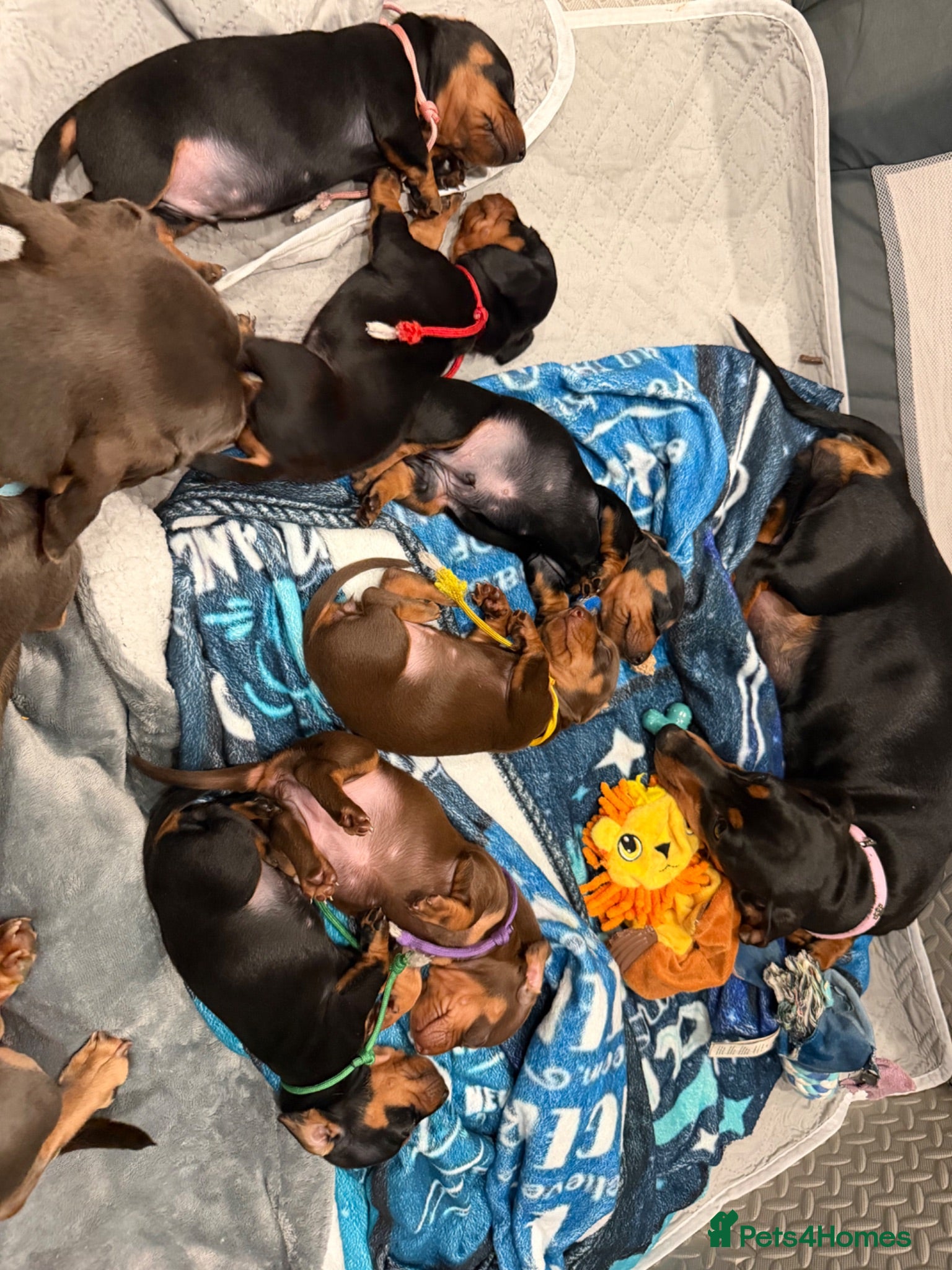 Miniature Dachshund dogs 6x miniature dachshund puppies - Advert 2