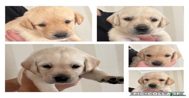 Labrador Retriever dogs - Advert 14