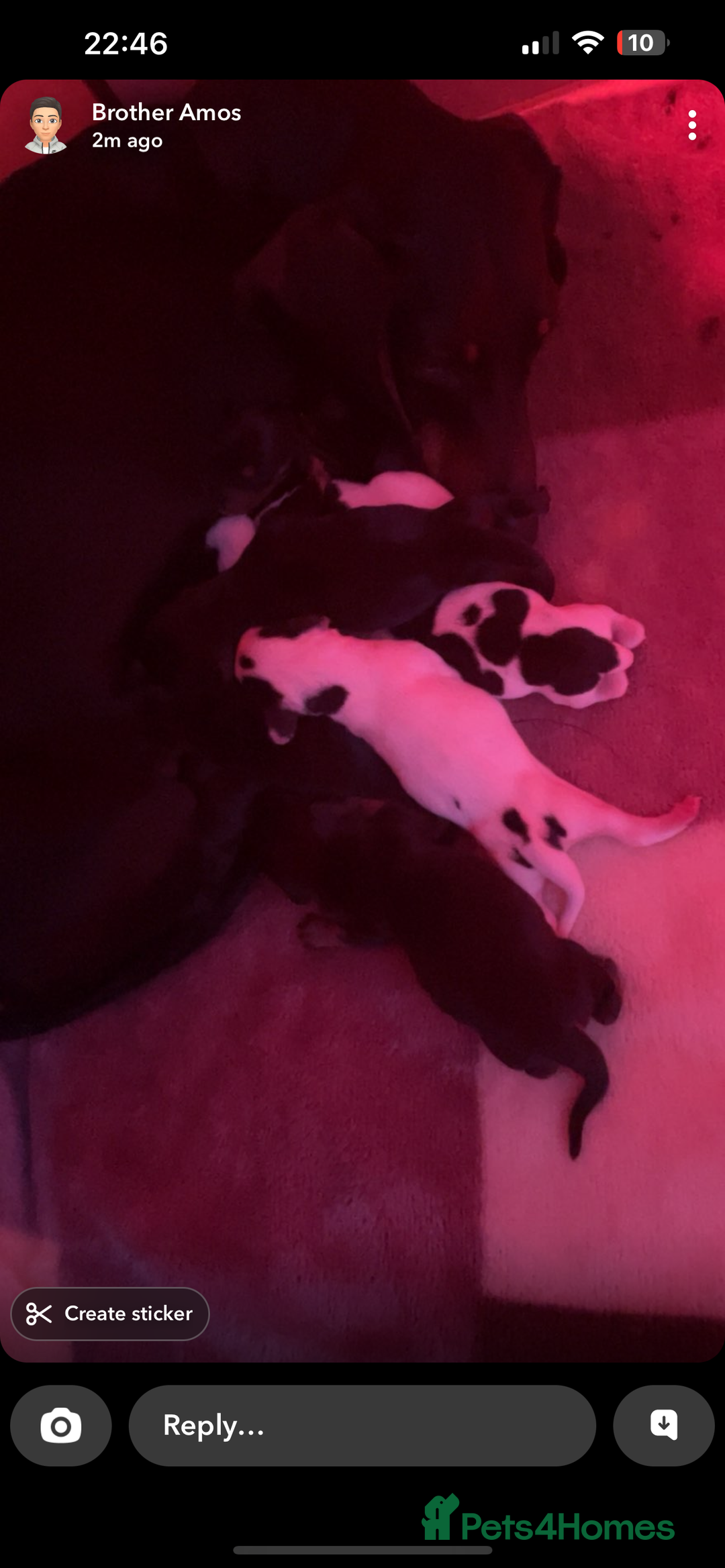 Dachshund dogs for sale: Dachshund puppie - Image 10