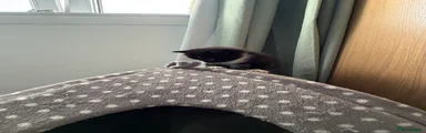 British Shorthair Kitten 2