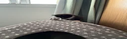 British Shorthair cats for sale: 2 beautiful kittens - Advert 7